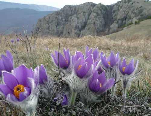 The Arctic Emissary: Pasque Flowers of the Alaskan Tundra