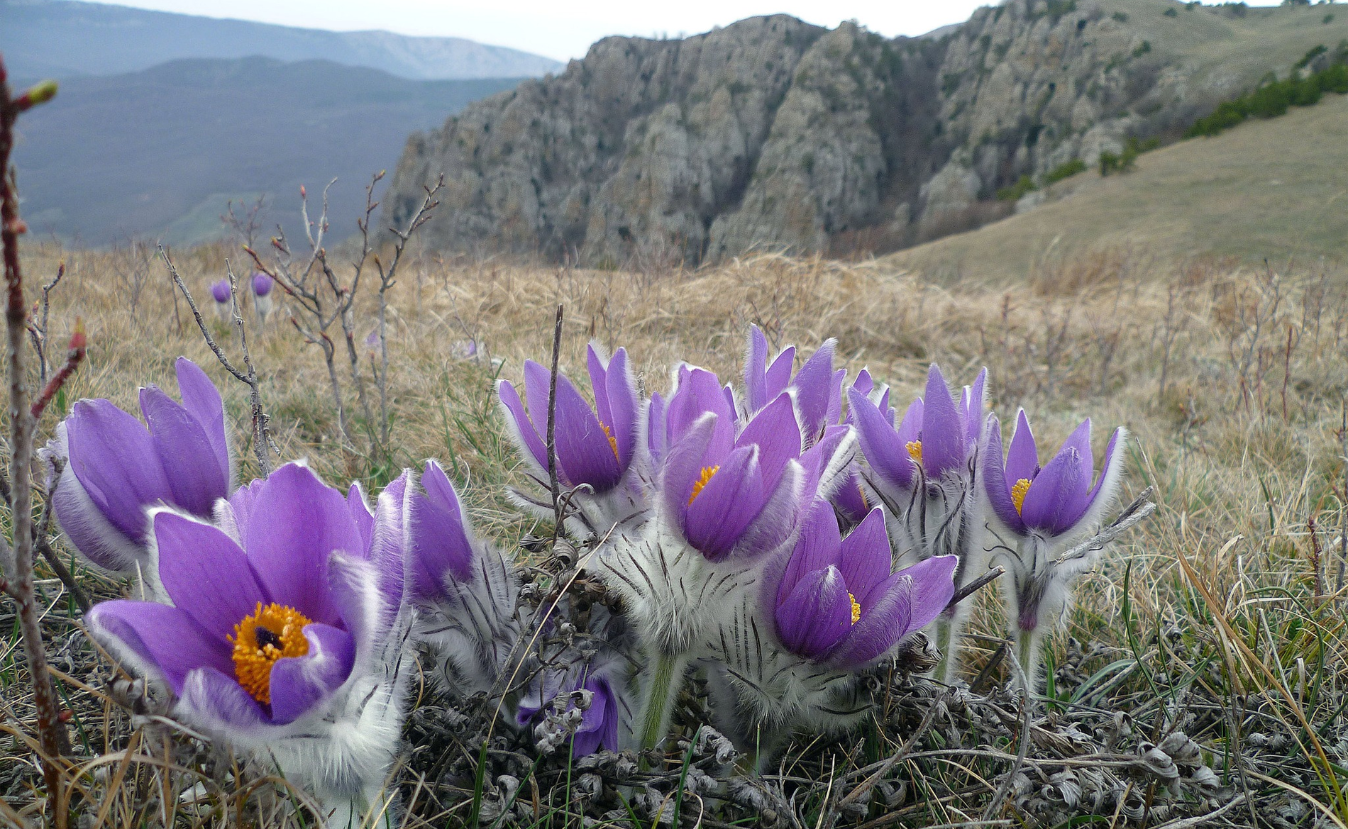 pasque flowers of the alaskan tundra