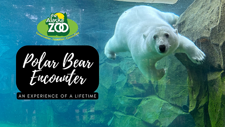 The Alaska Zoo polar bear encounter