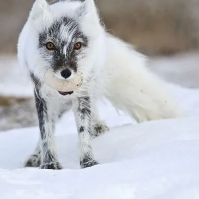 Arctic Fox in spring