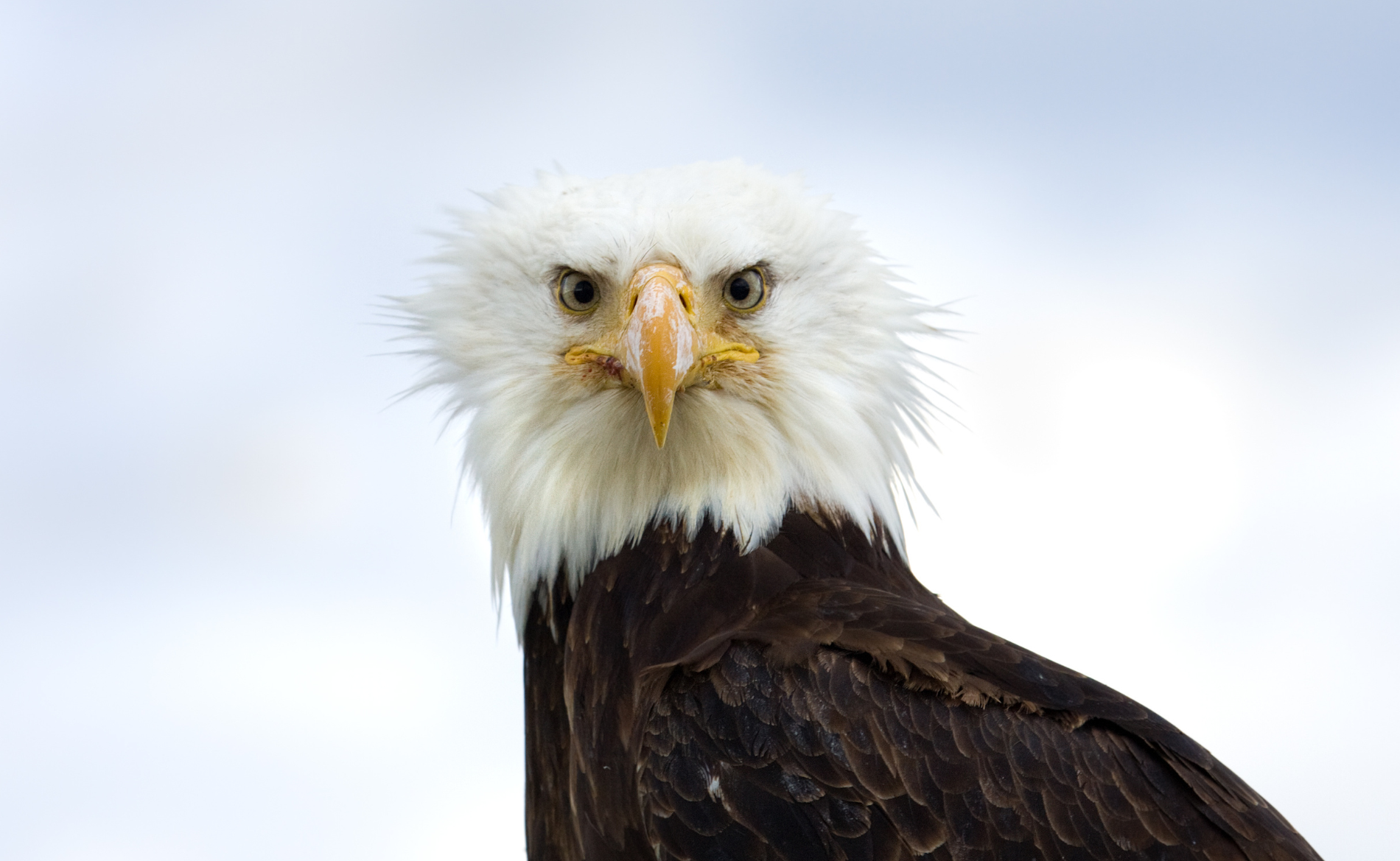 bald eagle