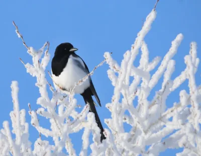 Magpie in winter