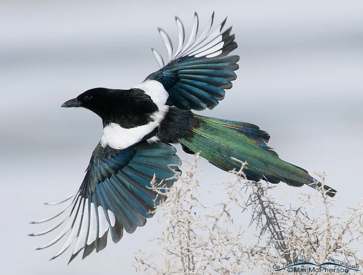 Magpie in flight