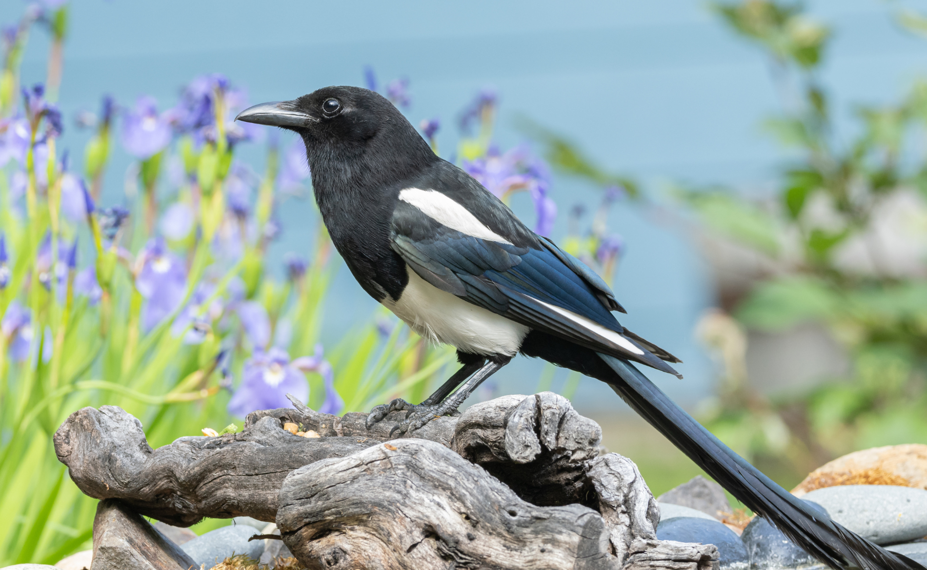 Magpie