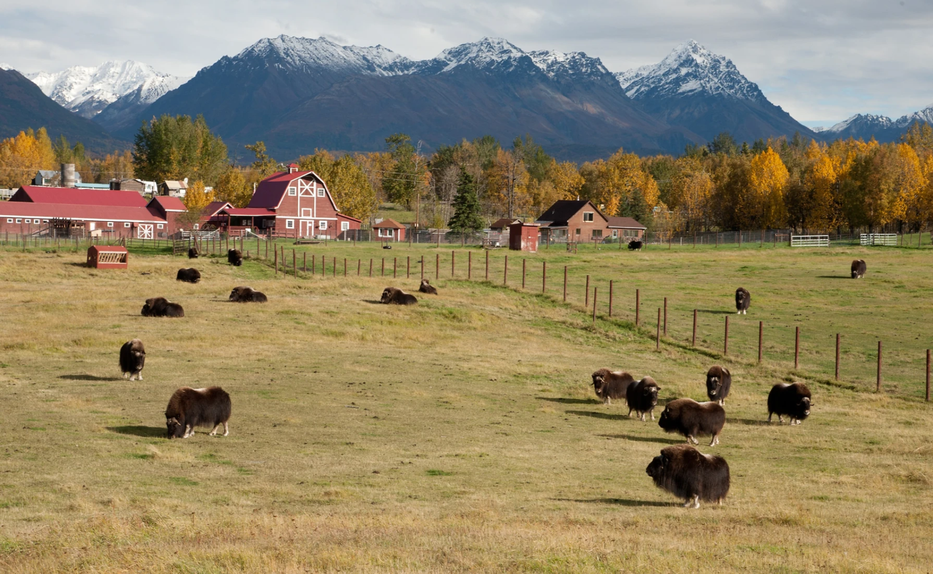 Premiere of One-Woman Show, "Alaskan Wonder Woman: The Dorothy Page Story," Set to Open at the Musk Ox Farm Performance Loft