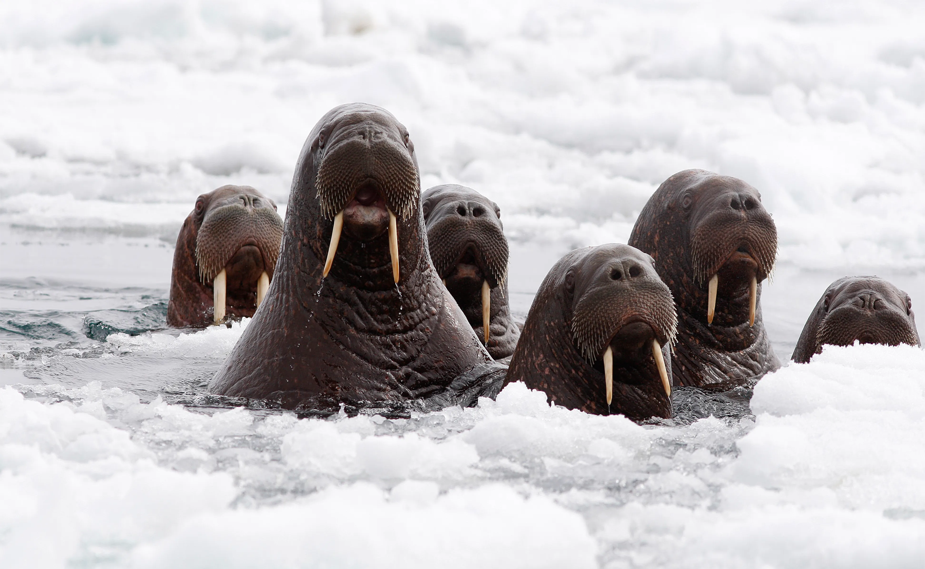 Pacific Walruses of Alaska's Bristol Bay Region