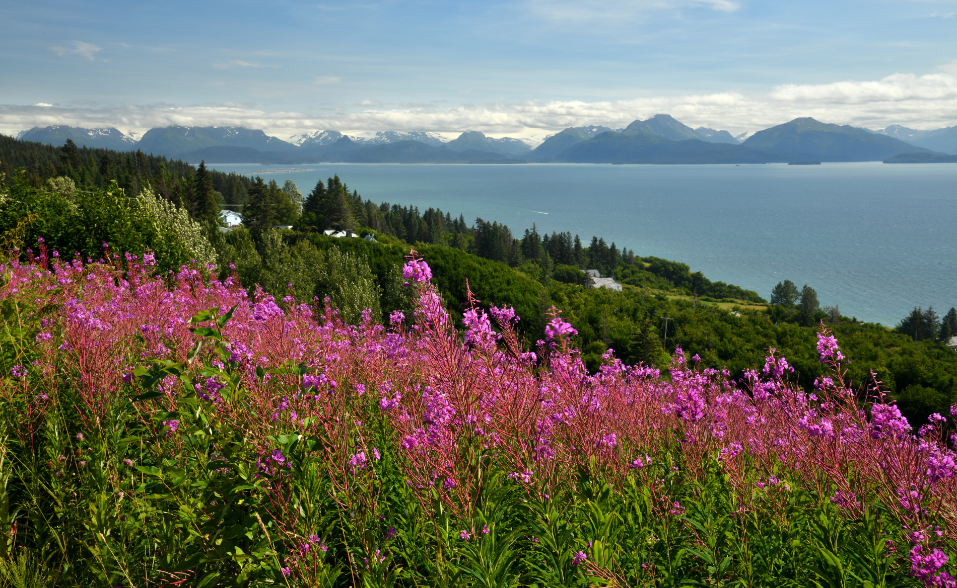 Field of fireweed on the Kenai peninsula