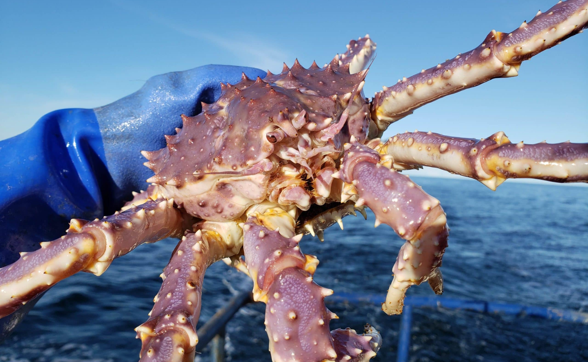 Kodiak King Crab Festival