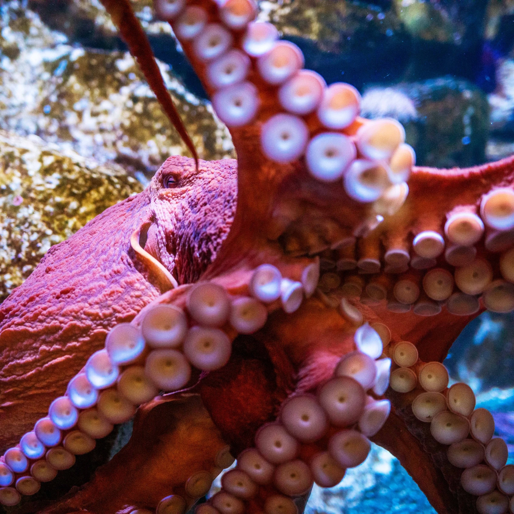 Alaska wild octopus