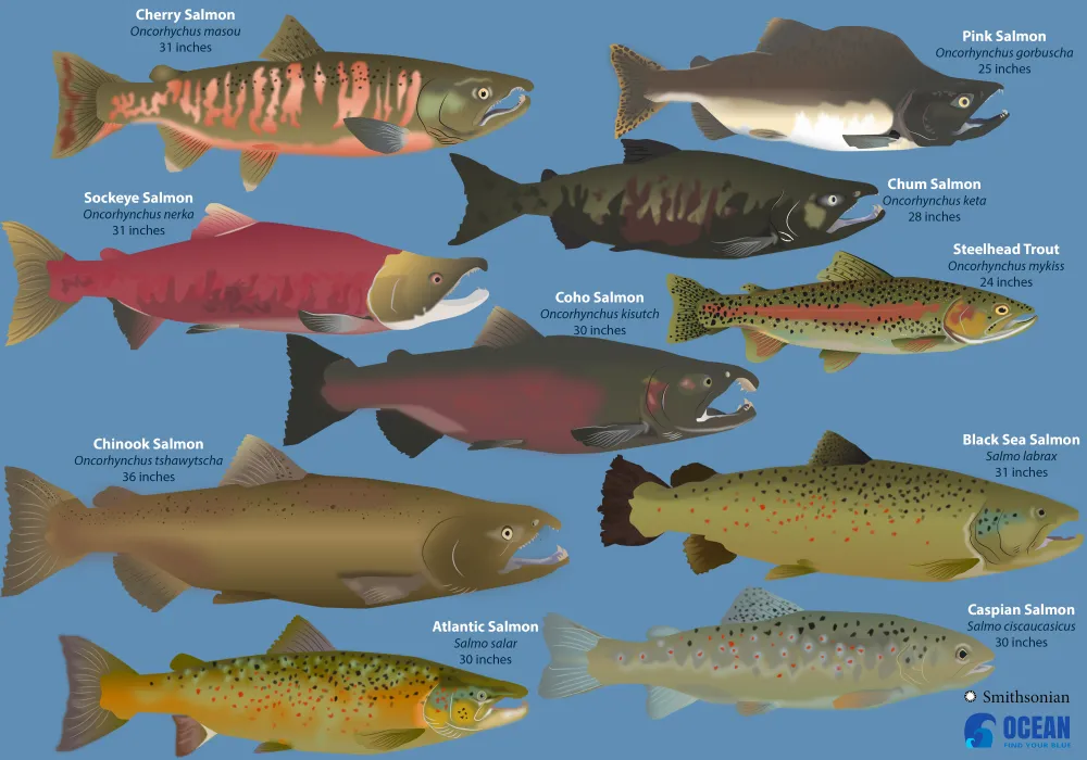 identify your salmon chart