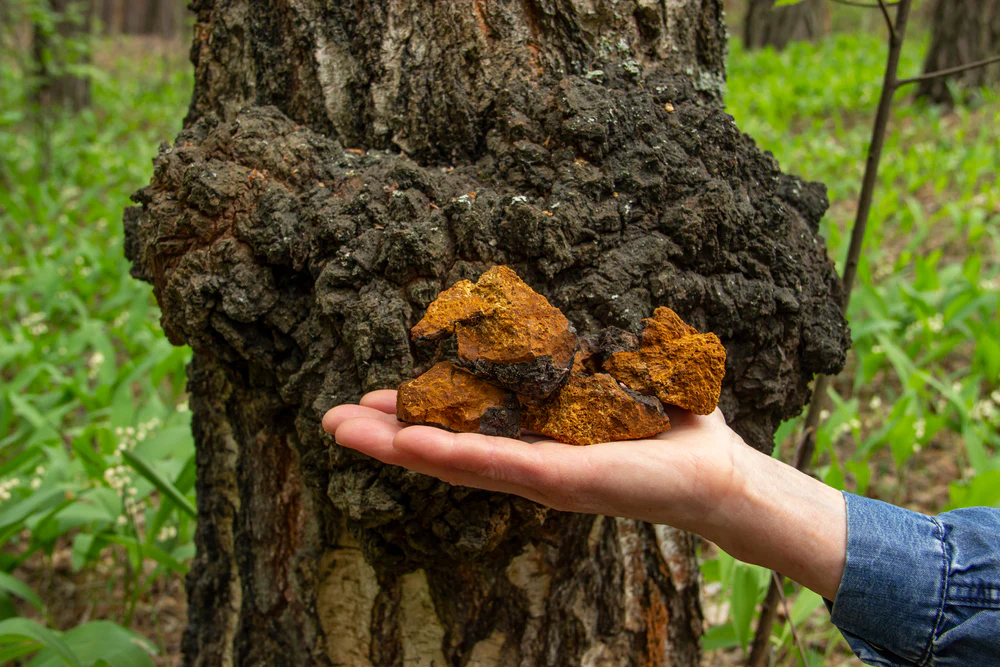 Chaga on a Birch Tree