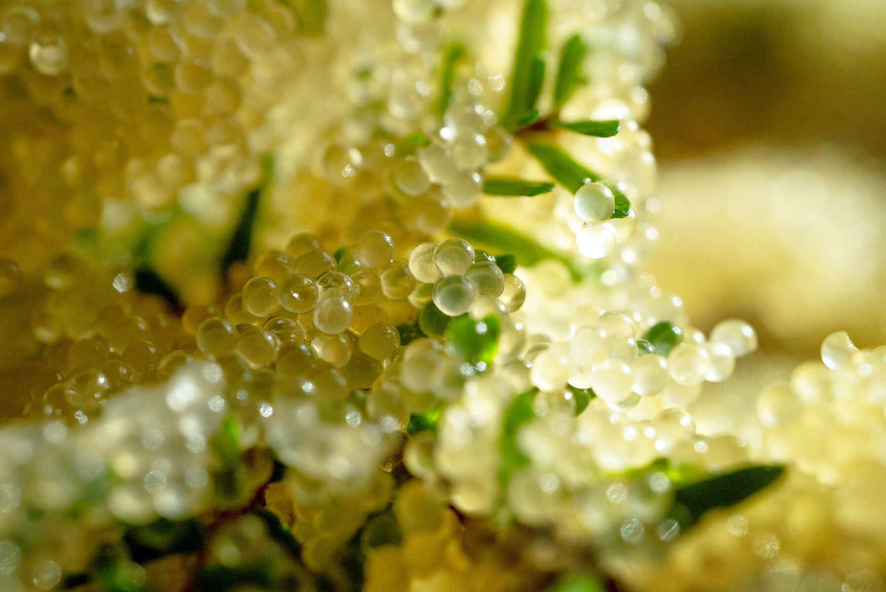 Branches coated with Herring eggs