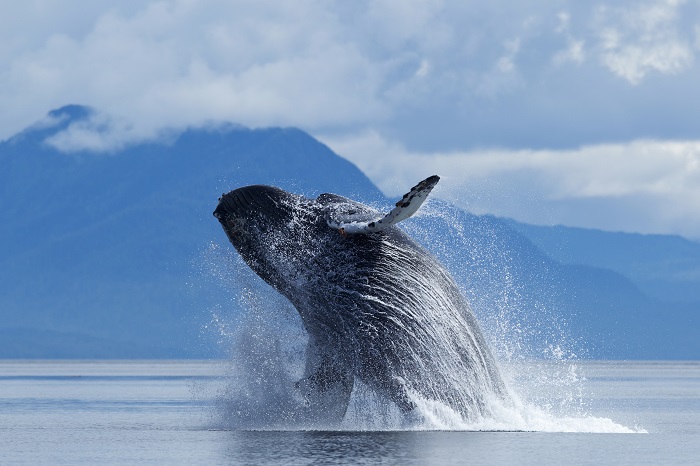 Humpback Whale