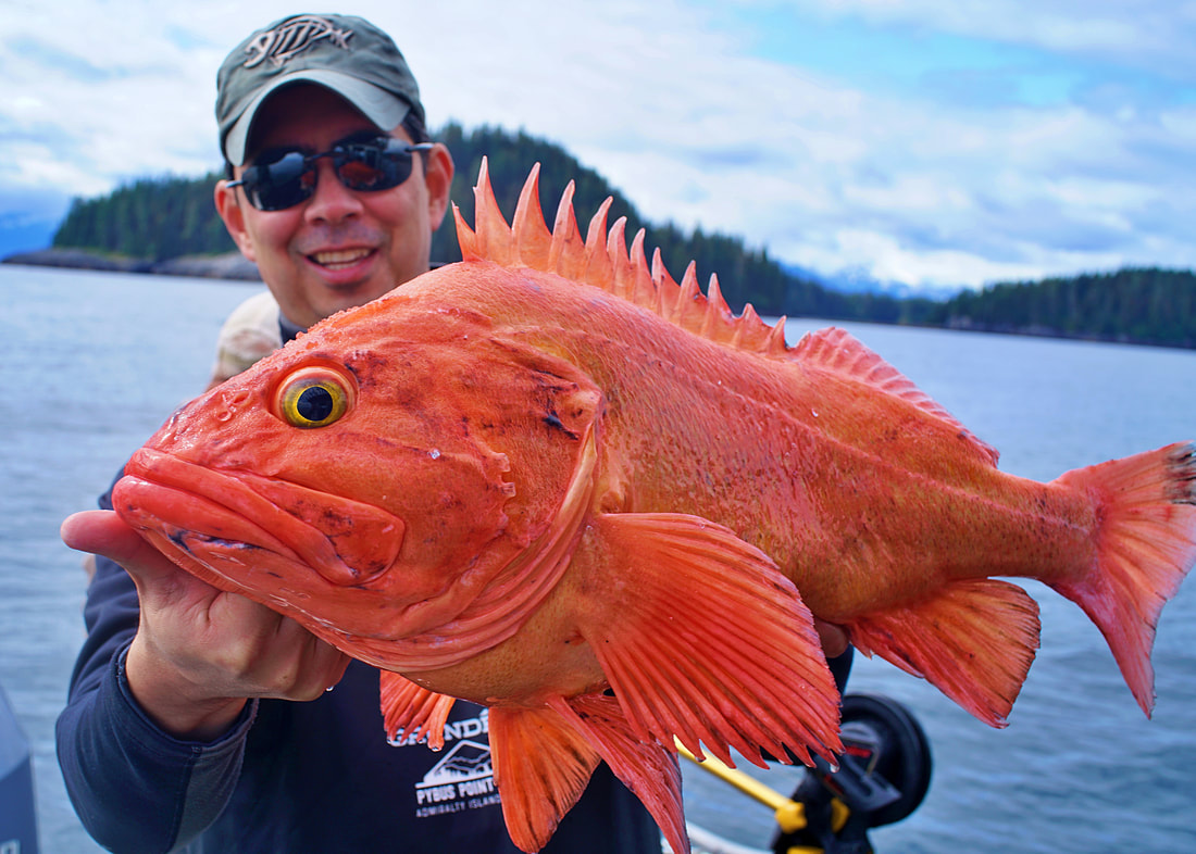 Yellowed Rockfish