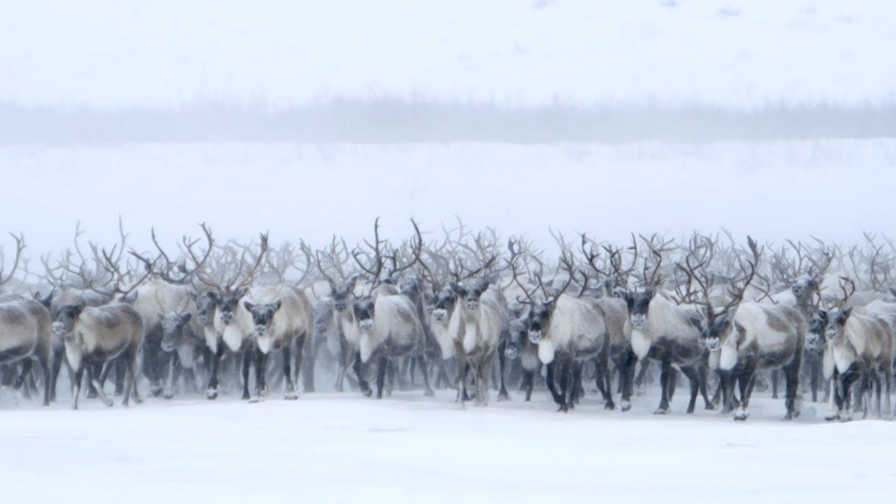 Migratory Caribou Herd, Anaktuvuk Pass, Alaska